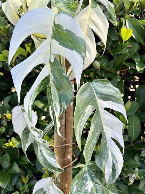 pinayum|Epipremnum Pinnatum Variegata Care Guide (What .